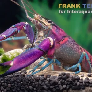 Snakeskin-Tricolor-Krebs, Cherax woworae - Zufällig Zertifiziert